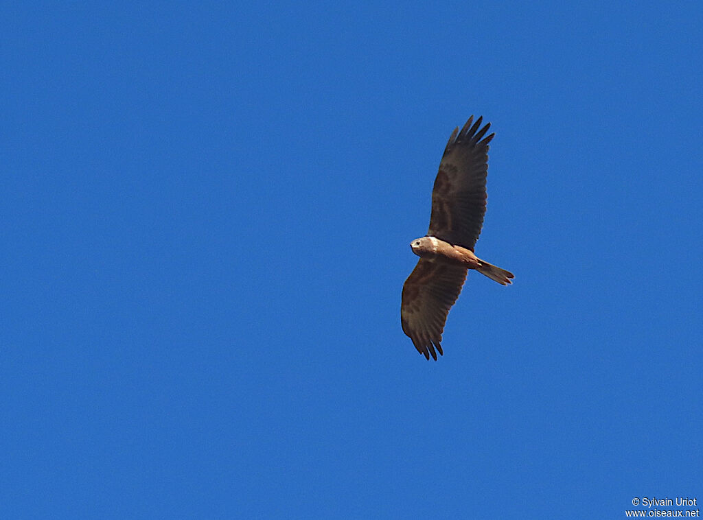 African Marsh Harrierimmature