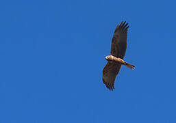 African Marsh Harrier