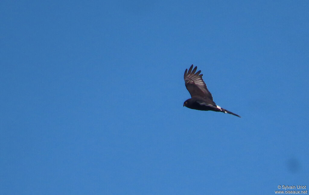 Black Harrieradult