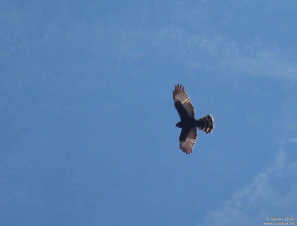 Black Harrieradult