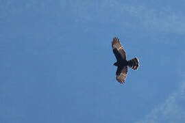 Black Harrier