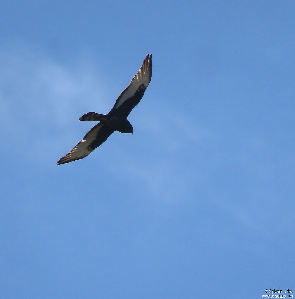 Black Harrieradult