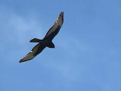 Black Harrier