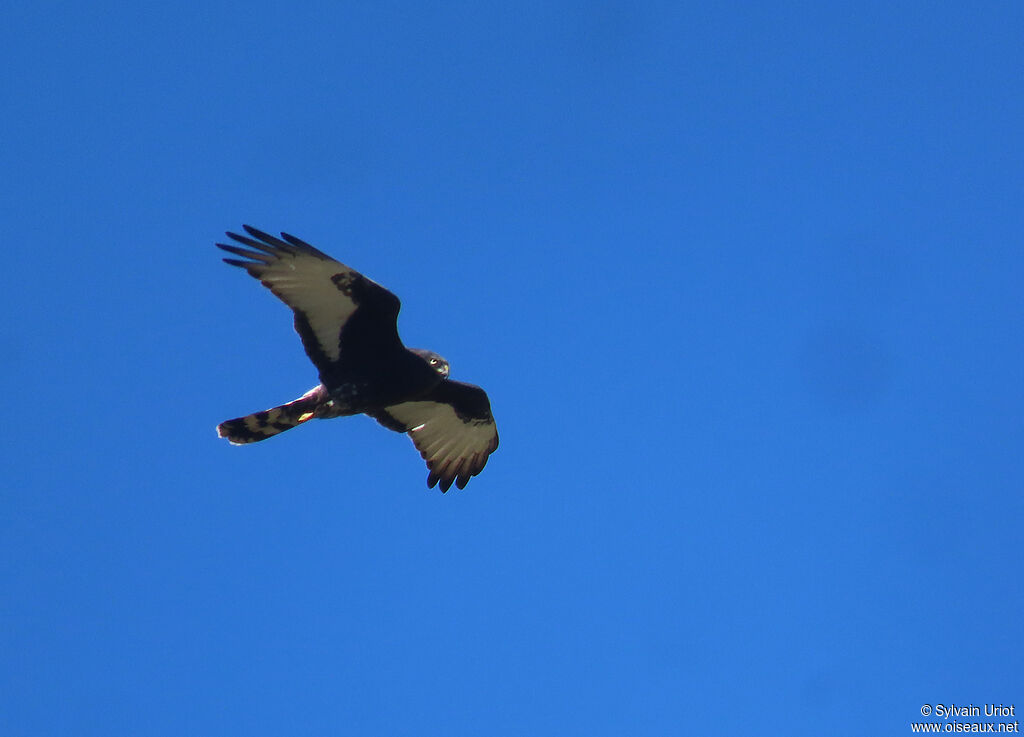 Black Harrieradult