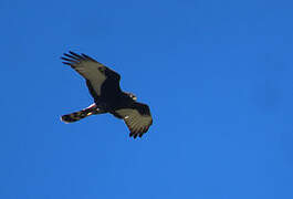 Black Harrier