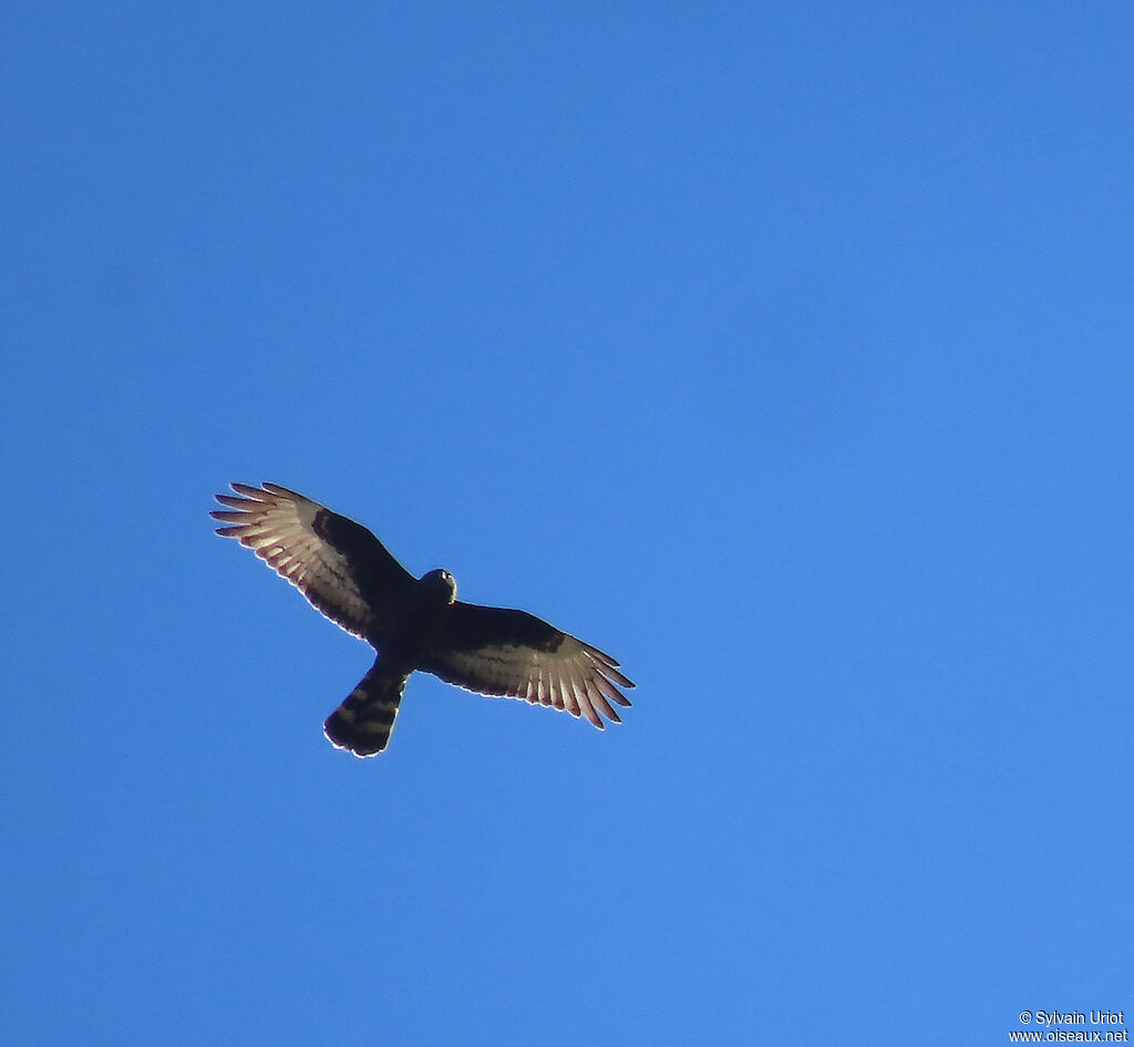 Black Harrieradult