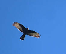 Black Harrier