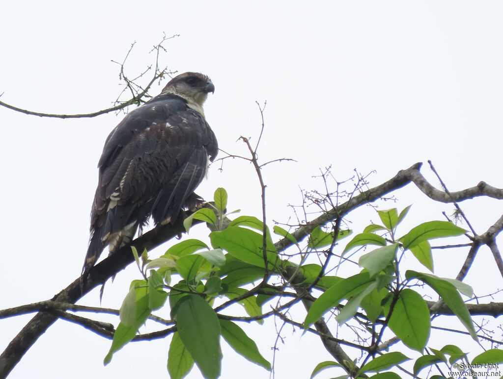 Grey-backed Hawkadult