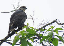 Grey-backed Hawk