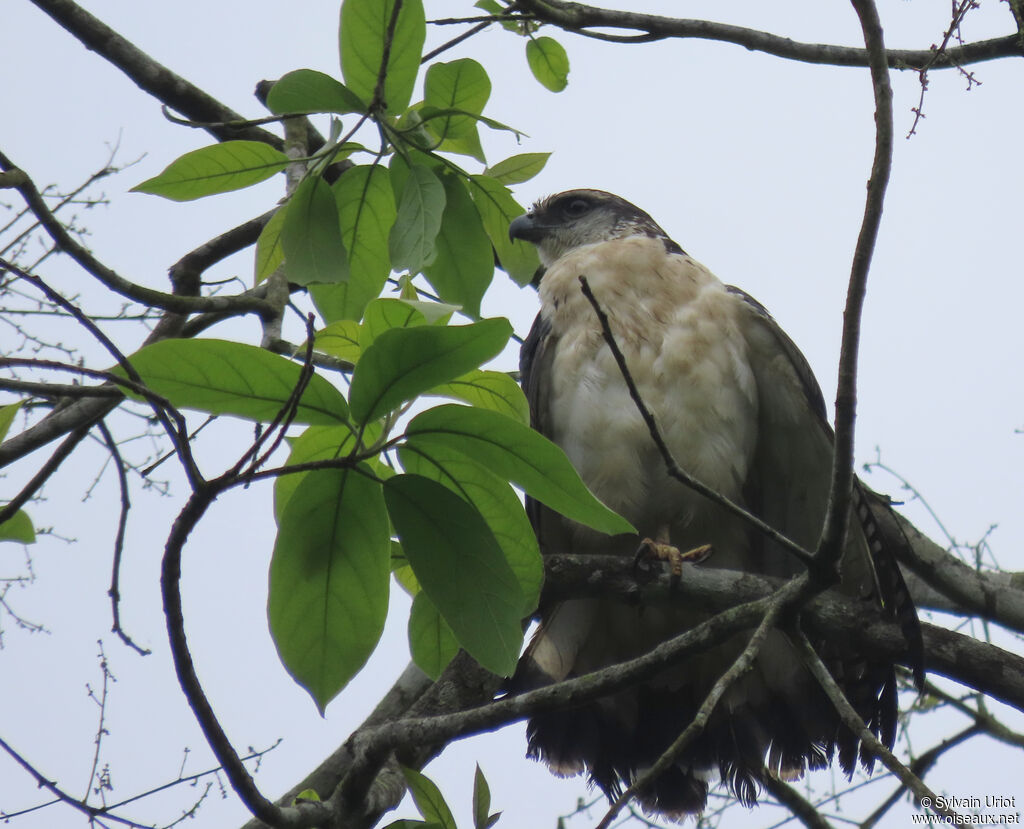 Grey-backed Hawkadult