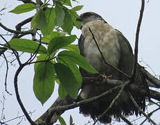 Grey-backed Hawk