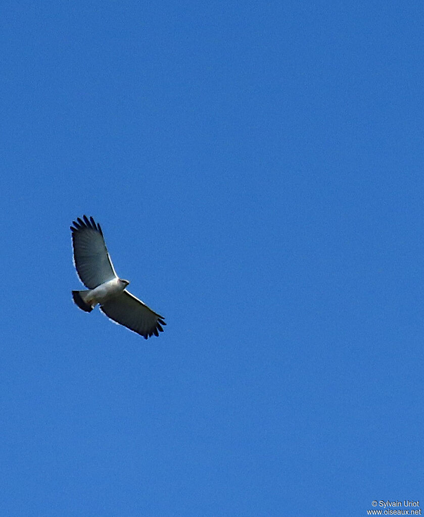 Grey-backed Hawkadult