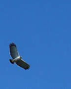 Grey-backed Hawk