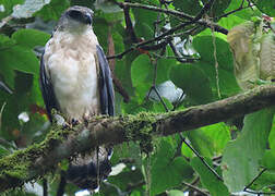 Grey-backed Hawk