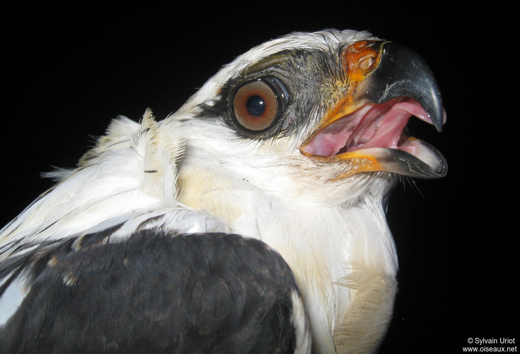 Black-faced Hawksubadult