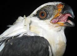 Black-faced Hawk