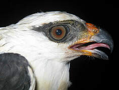 Black-faced Hawk