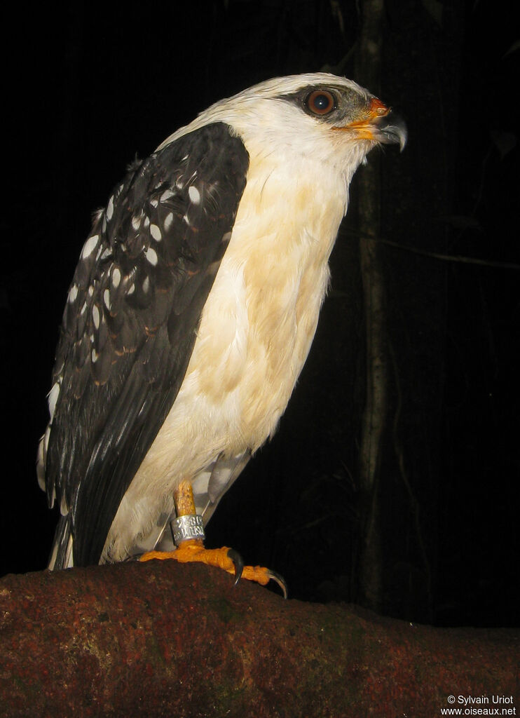 Black-faced Hawksubadult