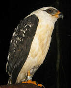 Black-faced Hawk