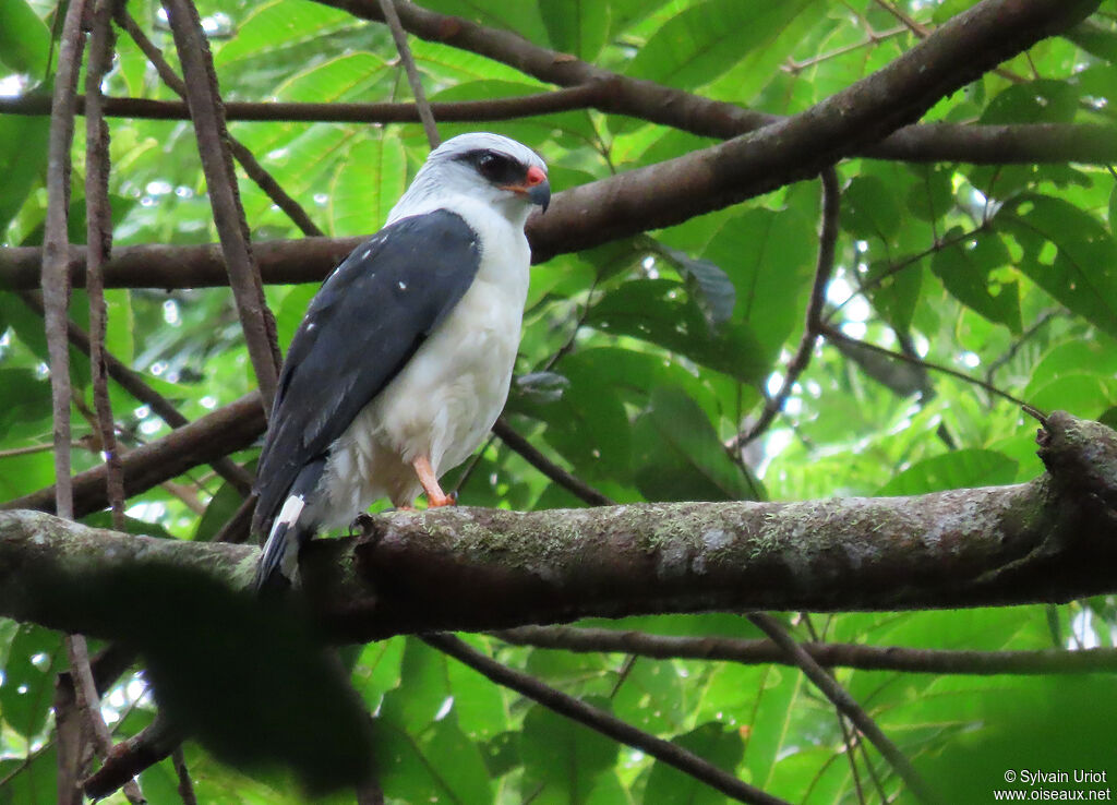 Black-faced Hawkadult