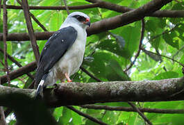 Black-faced Hawk