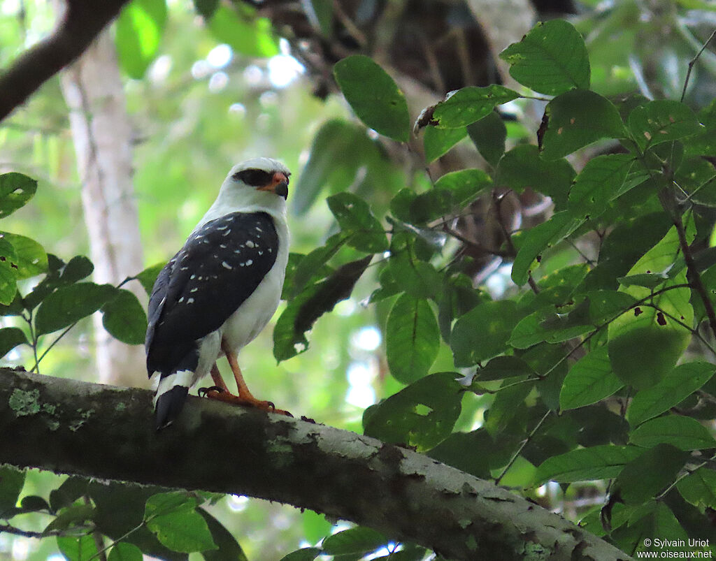 Buse à face noireadulte