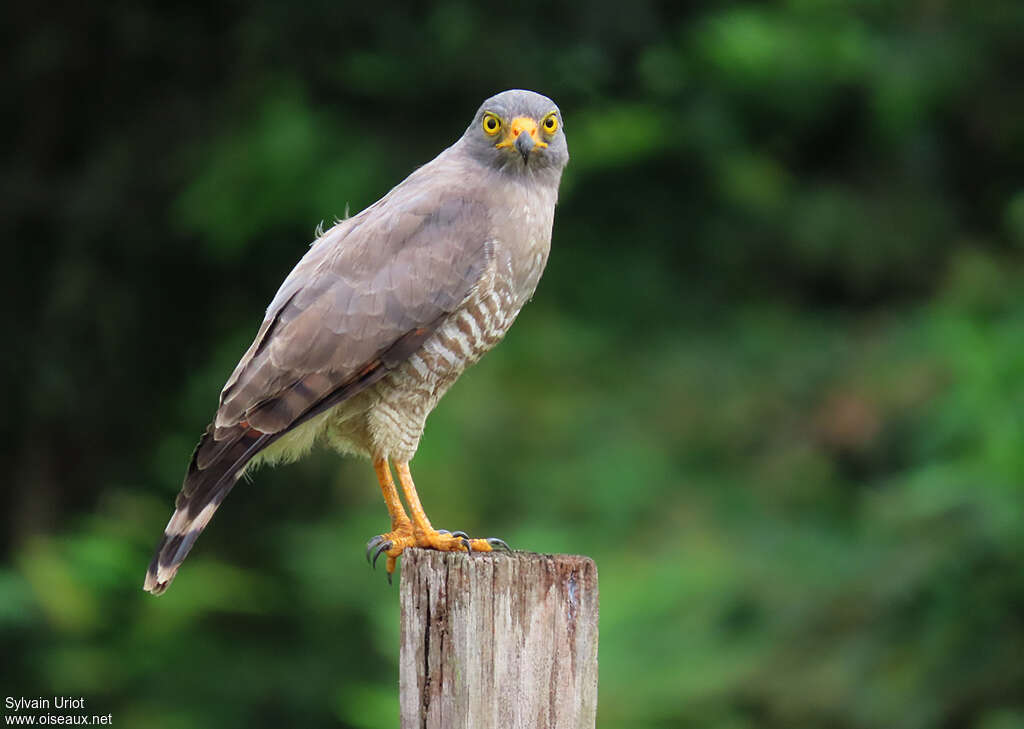 Roadside Hawkadult, identification