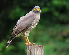 Roadside Hawk