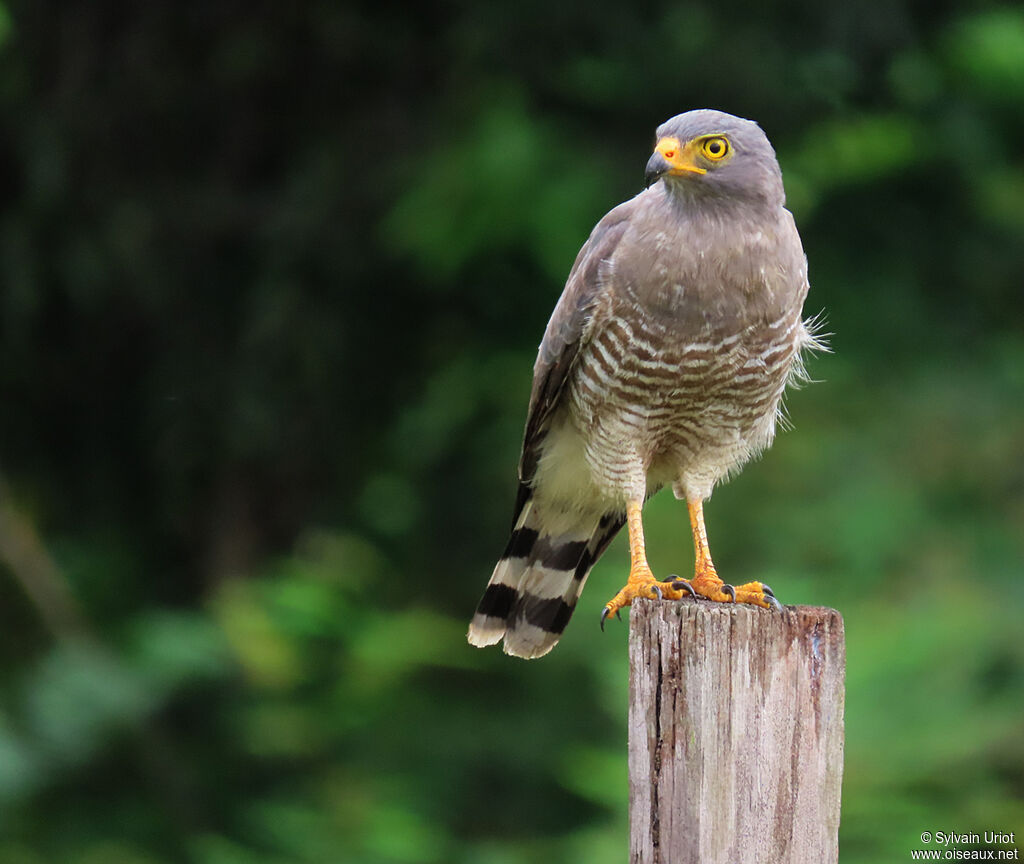 Roadside Hawkadult