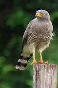 Roadside Hawk