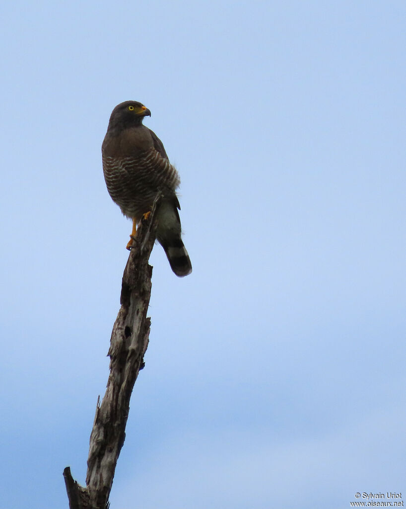 Roadside Hawkadult