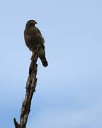 Roadside Hawk