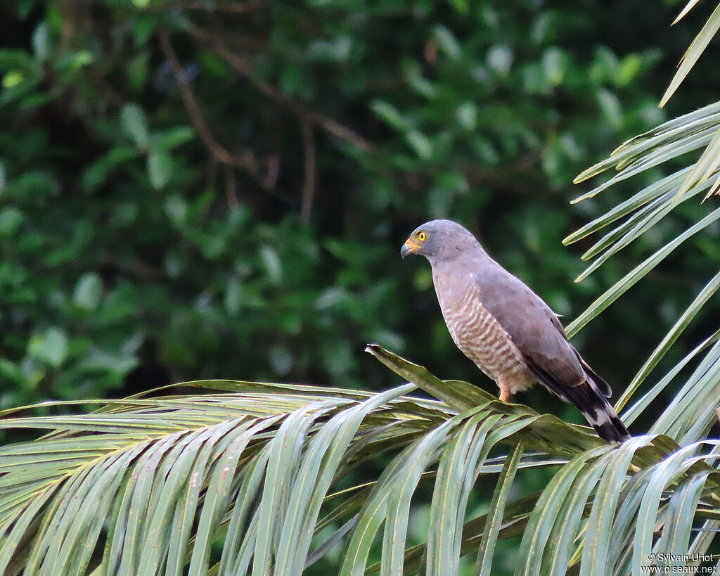 Roadside Hawkadult