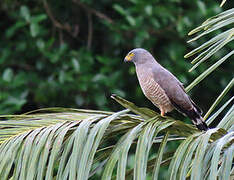 Roadside Hawk