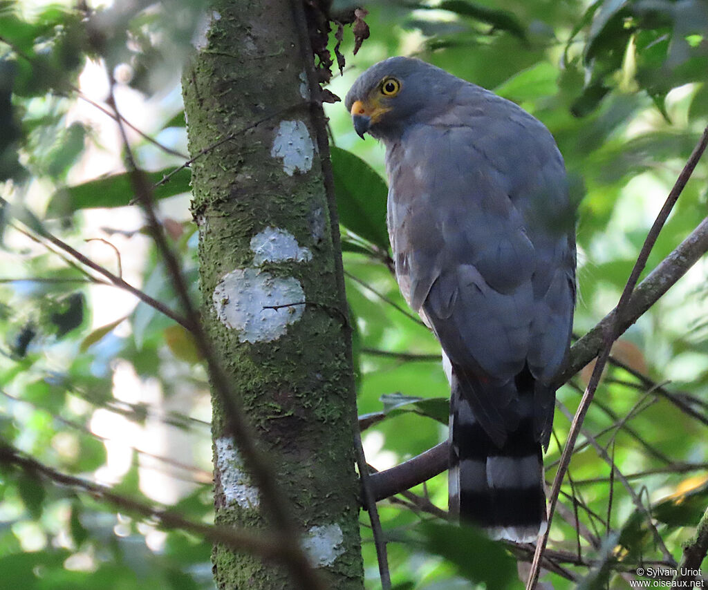 Roadside Hawkadult