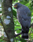 Roadside Hawk