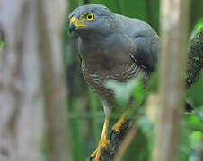 Roadside Hawk