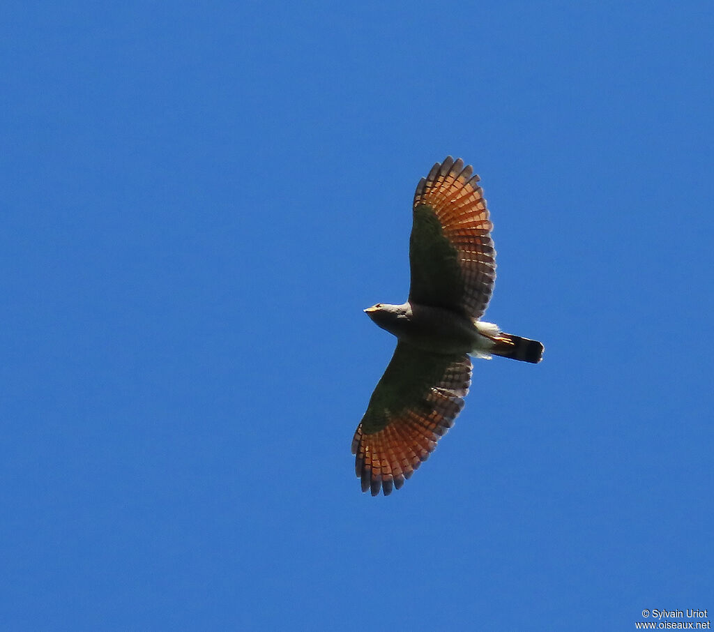 Roadside Hawkadult, courting display