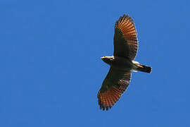 Roadside Hawk