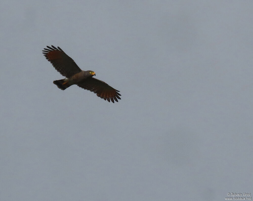 Roadside Hawkadult