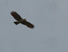 Roadside Hawk