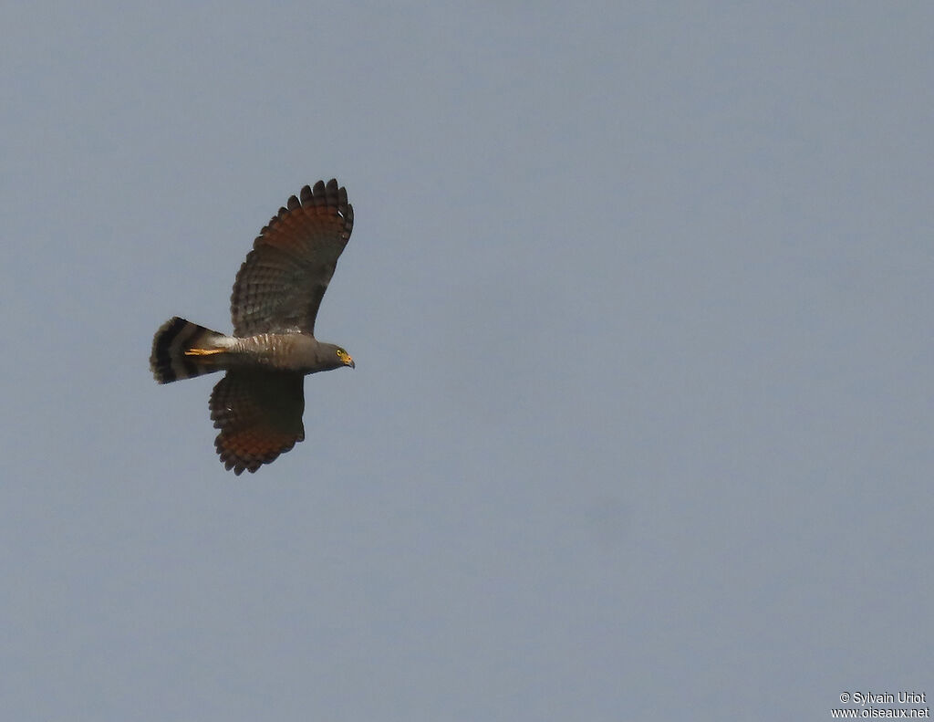 Roadside Hawkadult