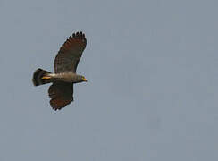 Roadside Hawk