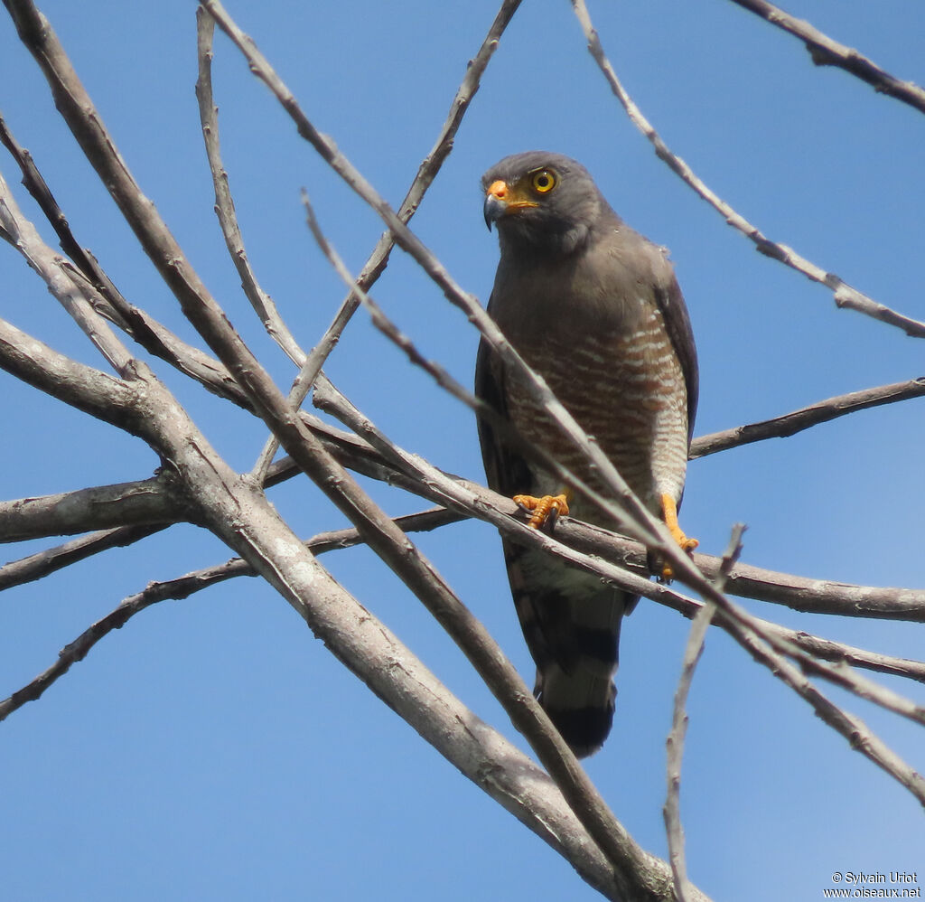 Roadside Hawkadult