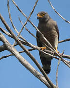 Roadside Hawk