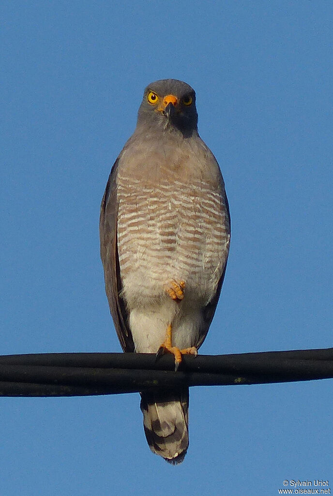 Roadside Hawk