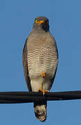 Roadside Hawk