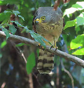 Roadside Hawk