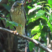 Roadside Hawk