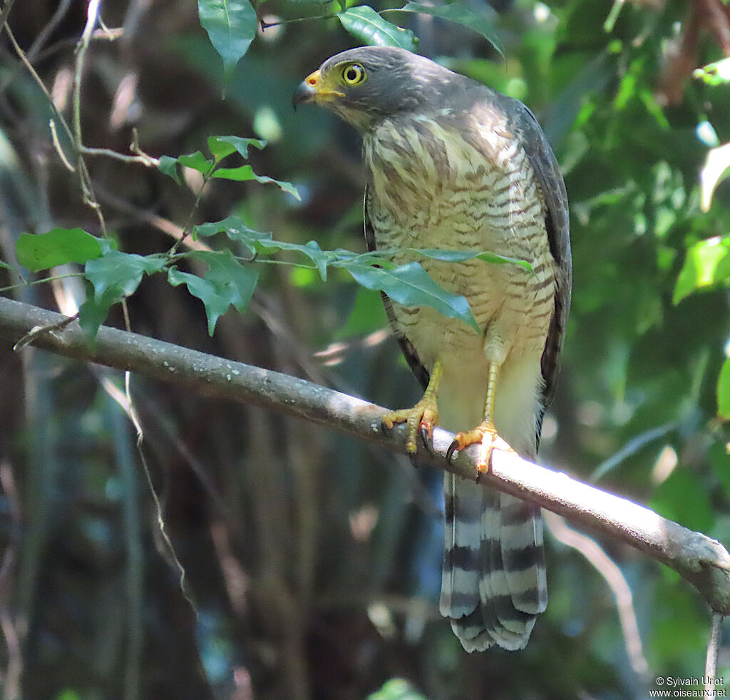 Roadside Hawkjuvenile